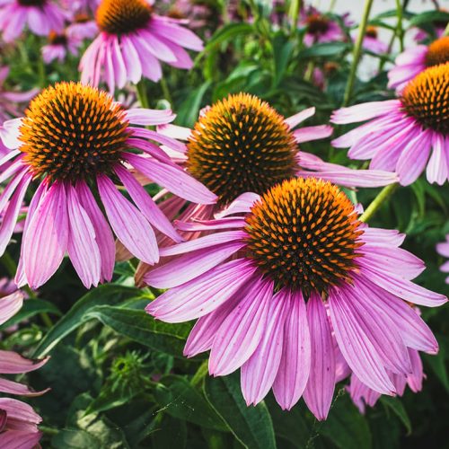 A-Passion-For-Organics-Featured.jpg