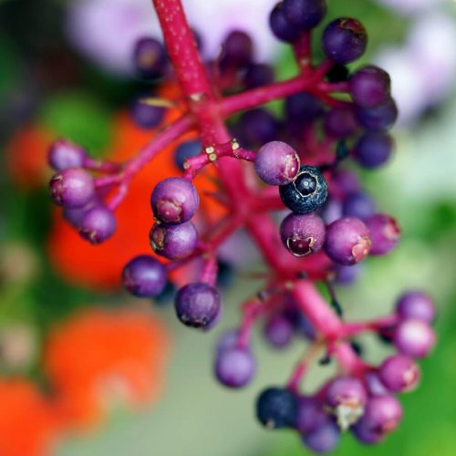 Acai_Berry_Skin_Benefits_900fce2f-b8bc-441f-a91b-dc16a399f76a_1200x1200.jpg