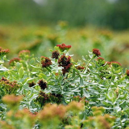 Adaptogen-Homeostasis-Featured.jpg Adaptogen-Homeostasis-Featured.jpg