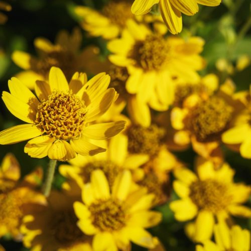 Arnica.jpgkeepProtocol.jpeg Arnica.jpgkeepProtocol.jpeg
