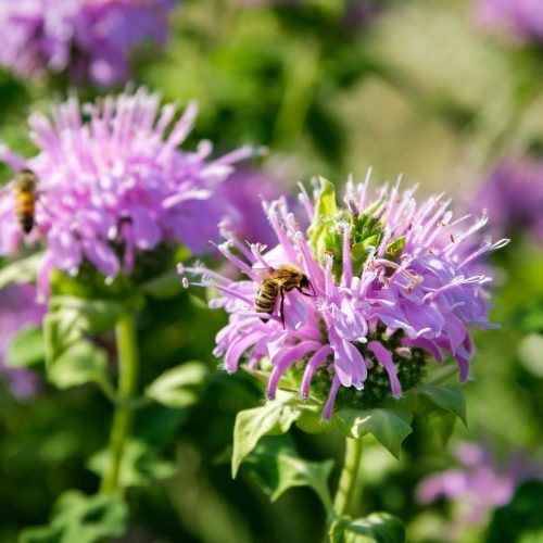 Bee-Balm-With-Bee.jpgkeepProtocol.jpeg Bee-Balm-With-Bee.jpgkeepProtocol.jpeg