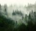 Carbon-Offset-Featured_AdobeStock_167720496.jpg