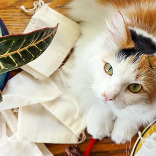 Catnip_Toys_HEADER.jpg