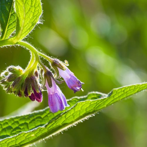 Comfrey-Featured.jpg