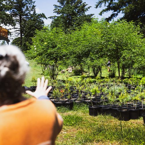 ElderberryWisdomFarm_Header.jpg