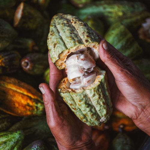 Fair-Trade-Cacao-1.jpgkeepProtocol.jpeg
