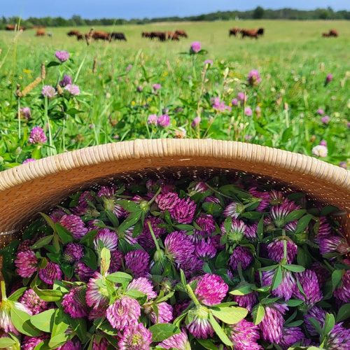 Farm-Weeds-Featured.jpg Farm-Weeds-Featured.jpg