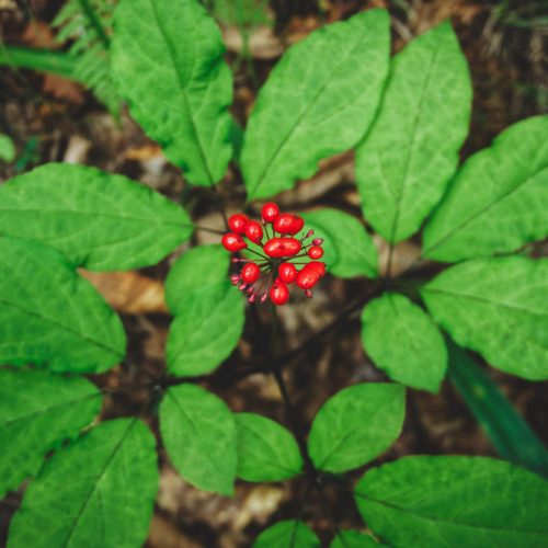 Ginseng-Plant-.jpgkeepProtocol.jpeg