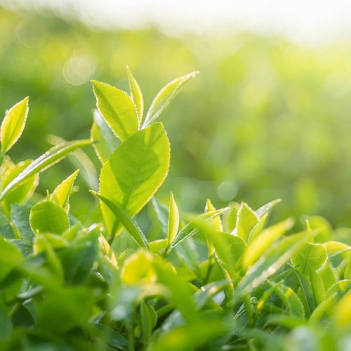 HP-Feature__sunny_green_tea_89c8f08a-30ef-4b9e-8ba1-4bbabb68fa05_1200x1200.jpg