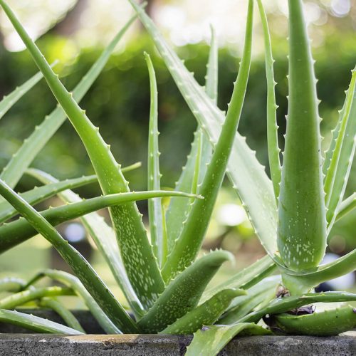 HP-Feature_aloe_vera_plant_1200x1200.jpg