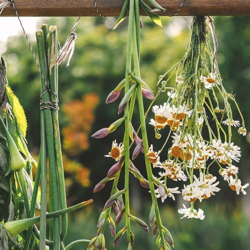 Herb-Fair-Featured.jpg Herb-Fair-Featured.jpg