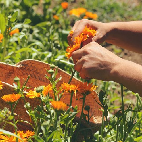 Herbs-To-Grow-For-Spring-Featured.jpg