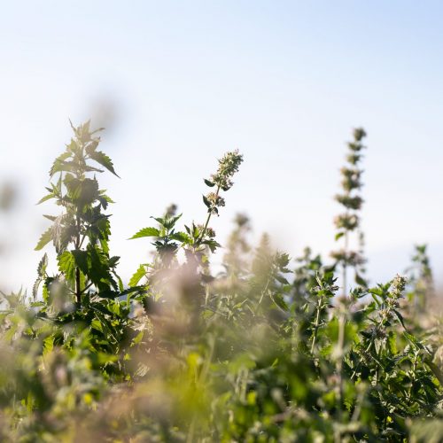NettleFlowering_TroutLake.jpgkeepProtocol.jpeg NettleFlowering_TroutLake.jpgkeepProtocol.jpeg