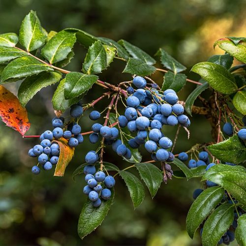 Oregon-Grape-Featured.jpgkeepProtocol.jpeg Oregon-Grape-Featured.jpgkeepProtocol.jpeg