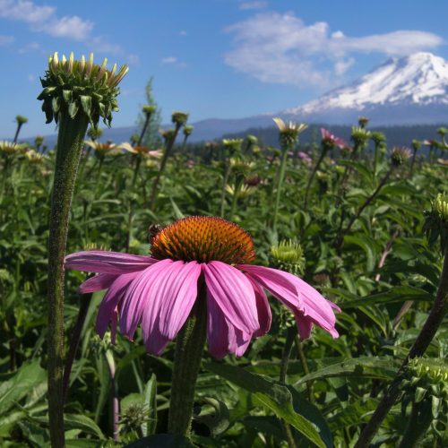 PNW-Farms-Header.jpgkeepProtocol.jpeg PNW-Farms-Header.jpgkeepProtocol.jpeg