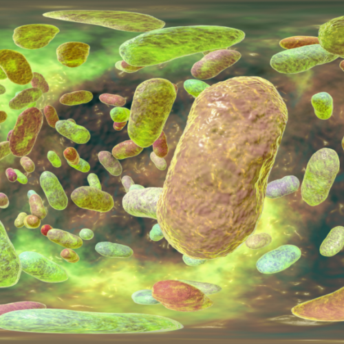 Porphyromonas-gingivalis-1024x576.png