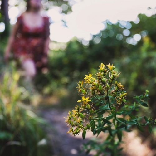 Protecting-At-Risk-PlantsBanner.jpgkeepProtocol.jpeg