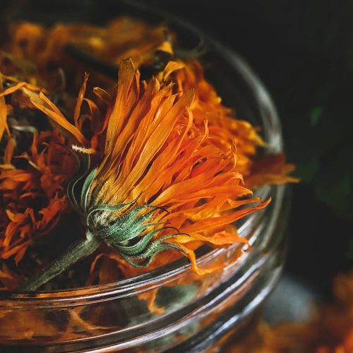 Regenerative-Organics-Featured.jpg Regenerative-Organics-Featured.jpg
