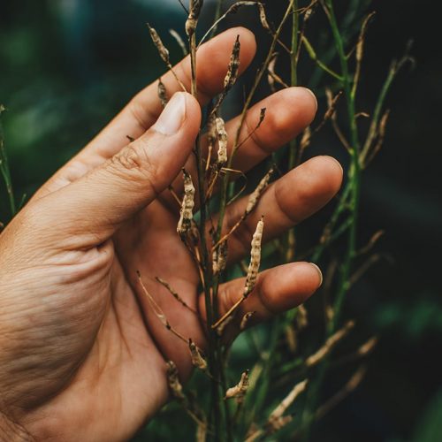 Saving-Seeds-Featured.jpg