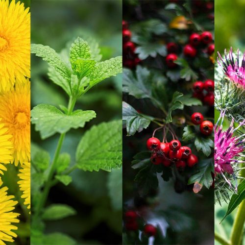 Seasonal-Shifts-Featured.jpg