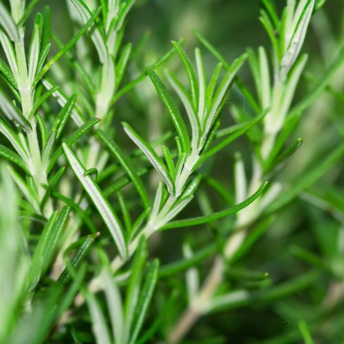 Thumbnail_100_PURE_Rosemary-Based_Dandruff_Treatments_1200x1200.webp.jpeg Thumbnail_100_PURE_Rosemary-Based_Dandruff_Treatments_1200x1200.webp.jpeg