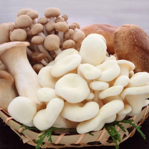 Thumbnail_100_PURE_The_Rise_of_Mushroom-Based_Skincare_1200x1200.webp.jpeg