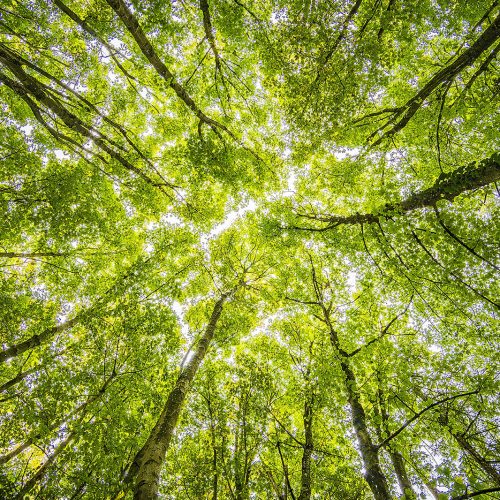Zero-Waste-A-Path-Forward-Trees.jpg Zero-Waste-A-Path-Forward-Trees.jpg