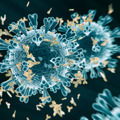 antibody-1024×576.png antibody-1024x576.png