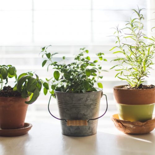 apartment-garden-herbs-carolyn-v-zchxtnnwcom-unsplash.jpg apartment-garden-herbs-carolyn-v-zchxtnnwcom-unsplash.jpg