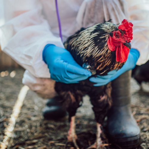 bird-flu-main-1024x576.png
