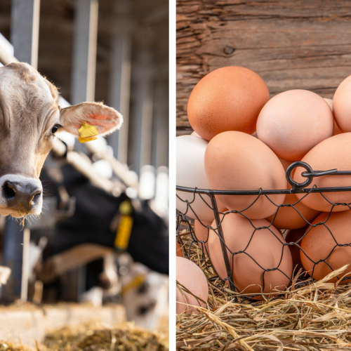 bovine-and-eggshells-for-implants.png bovine-and-eggshells-for-implants.png