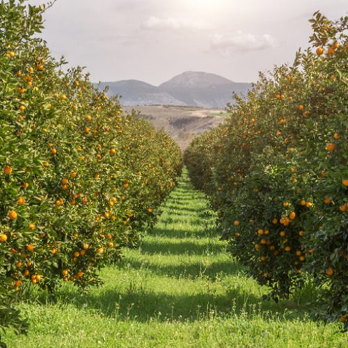 eminence-organics-what-is-neroli-oil.jpg