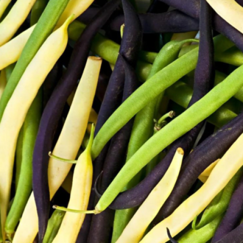 how_to_cook_fresh_green_beans_2.png how_to_cook_fresh_green_beans_2.png