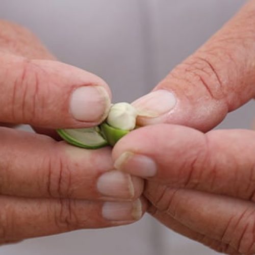 jojoba_Header-1.jpg jojoba_Header-1.jpg
