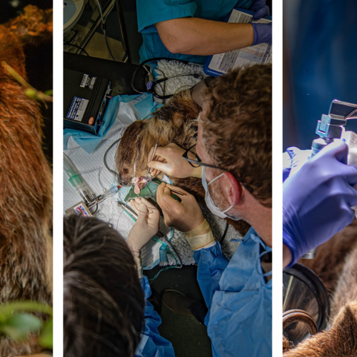 sloth-rico-dental-treatment.png