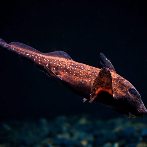 spotted-ratfish-teeth.jpg