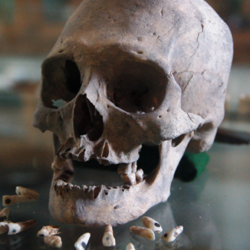 teeth-fossill-1024×576.png teeth-fossill-1024x576.png
