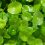 thumbnail-centella-asiatica-is-the-hype-real-or-just-another-trend_1200x1200.webp.jpeg
