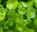 thumbnail-centella-asiatica-is-the-hype-real-or-just-another-trend_1200x1200.webp.jpeg