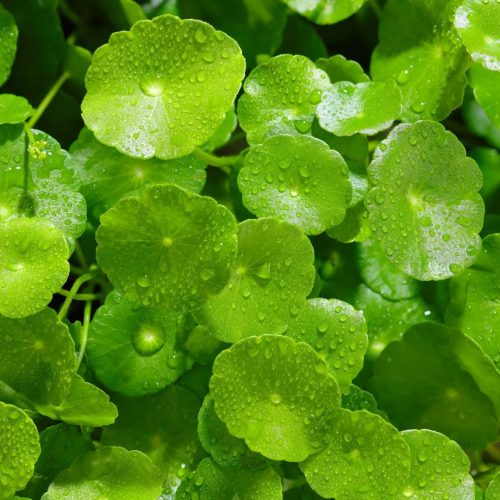 thumbnail-centella-asiatica-is-the-hype-real-or-just-another-trend_1200x1200.webp.jpeg thumbnail-centella-asiatica-is-the-hype-real-or-just-another-trend_1200x1200.webp.jpeg
