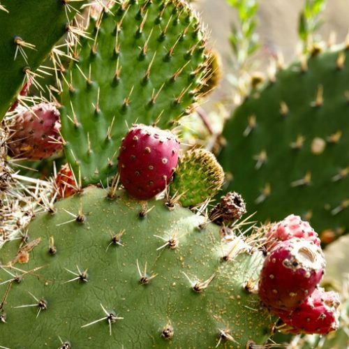 what-is-prickly-pear-seed-oil-eminence-organics.jpg