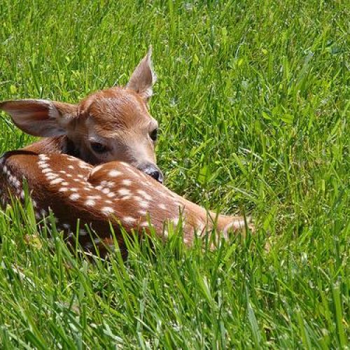 white-spots-fawn-back.jpg white-spots-fawn-back.jpg