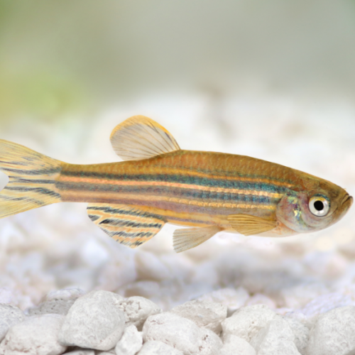 zebrafish-UM-1024x577.png